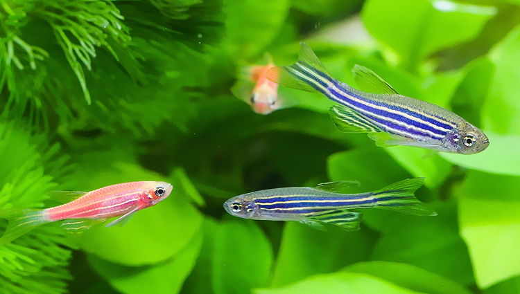 蓝色的小金鱼如何养殖,斑马鱼的养殖方法和技巧大全