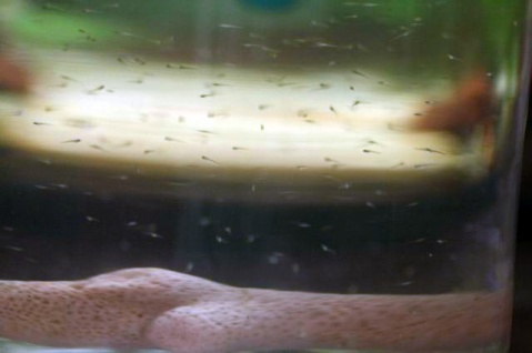 蓝色的小金鱼如何养殖,斑马鱼的养殖方法和技巧大全