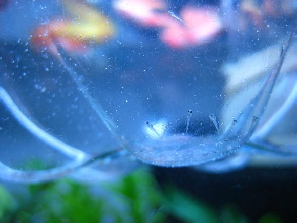 蓝色的小金鱼如何养殖,斑马鱼的养殖方法和技巧大全