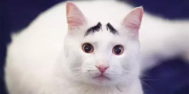 六项基本技能,六项精进不告捷决不罢休的感悟