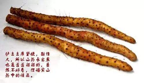 铁棍山药，终极鉴定*法大**｜每周一药