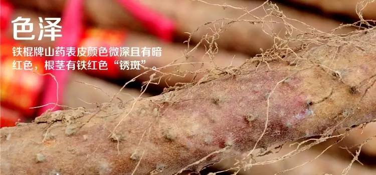 铁棍山药，终极鉴定*法大**｜每周一药