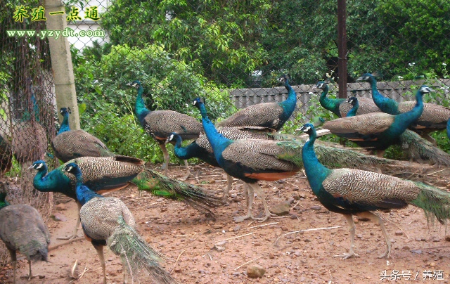 孔雀养殖的技术和要点,孔雀养殖的技术要点