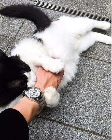 猫咪在人睡觉的时候故意制造噪音,晚上不让猫咪进屋一直叫