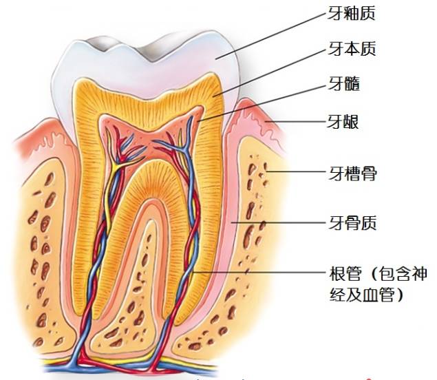 牙齿形态解剖教学,牙齿解剖结构动画