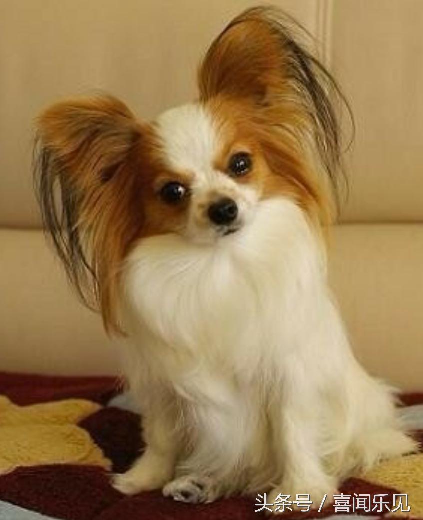 宠物犬值得购买的有哪些,宠物犬价值分析