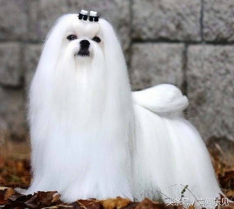 宠物犬值得购买的有哪些,宠物犬价值分析