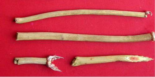 中药麻黄的副功能,中药蜜麻黄的功能