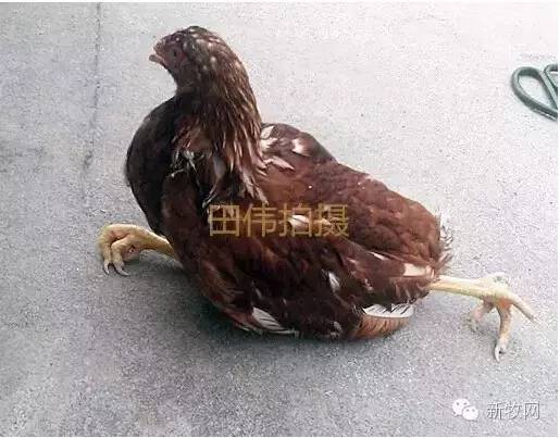 疫苗副功能掉发,疫苗副功能小的原因