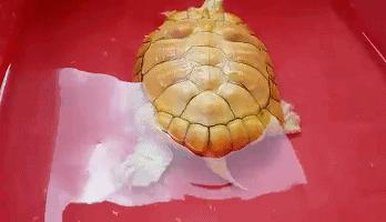 嘿，我养了一堆特殊鱼类，你要看看么？