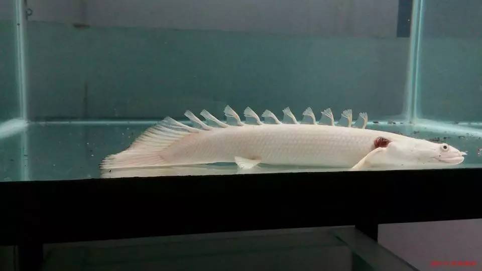 嘿，我养了一堆特殊鱼类，你要看看么？