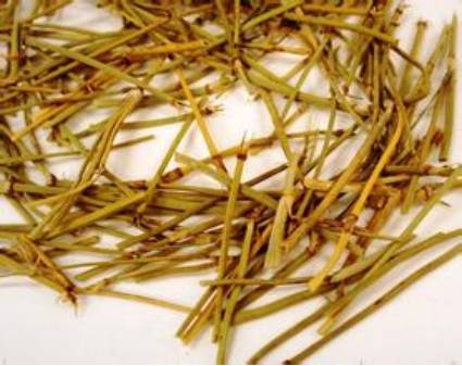 中药麻黄的副功能,中药蜜麻黄的功能