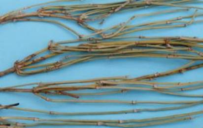 中药麻黄的副功能,中药蜜麻黄的功能