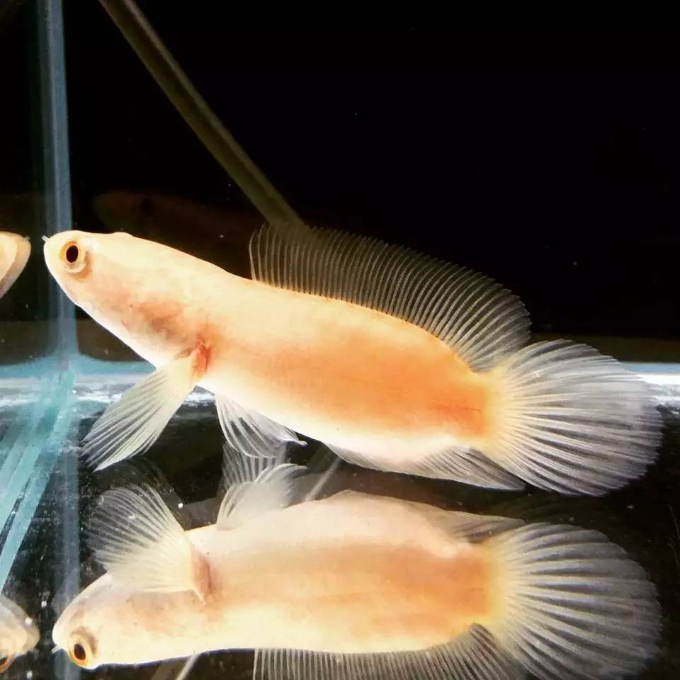 嘿，我养了一堆特殊鱼类，你要看看么？