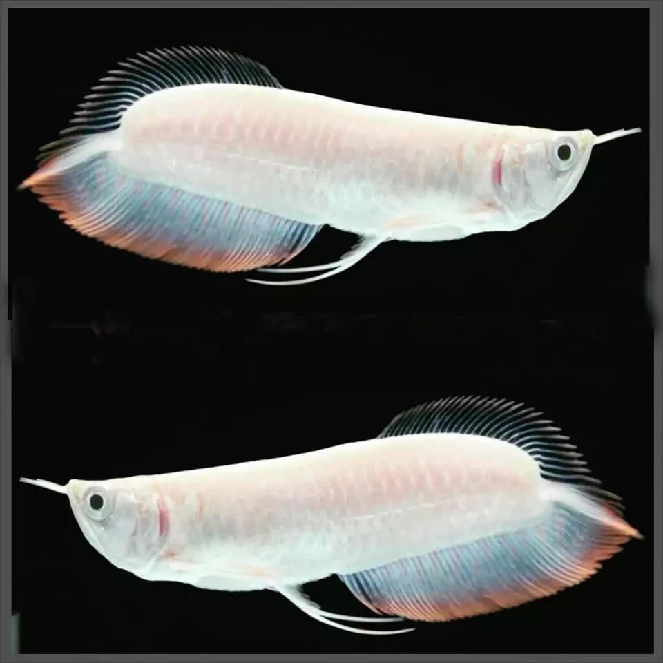 嘿，我养了一堆特殊鱼类，你要看看么？