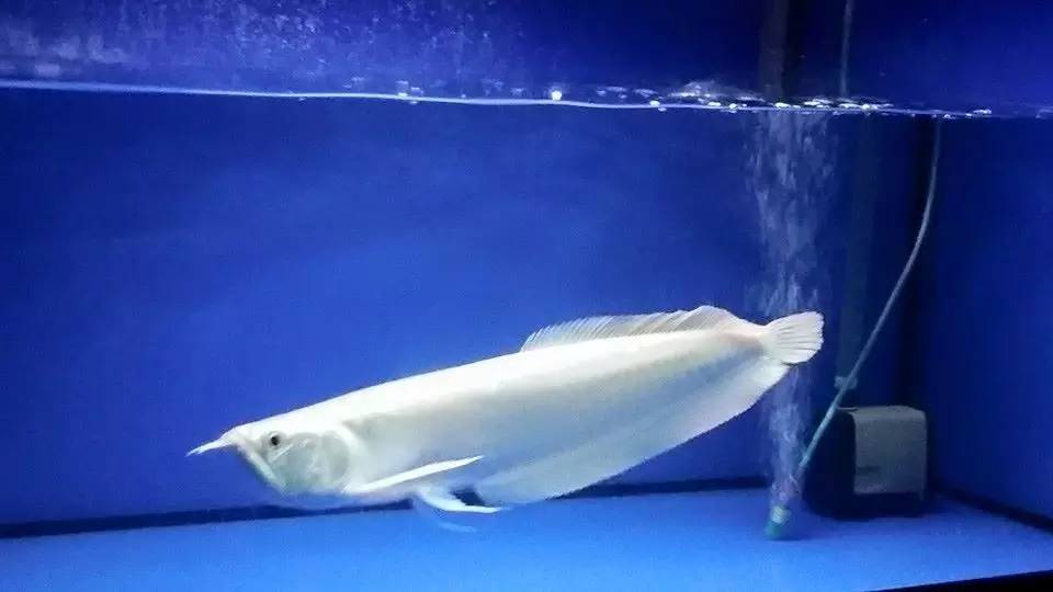 嘿，我养了一堆特殊鱼类，你要看看么？