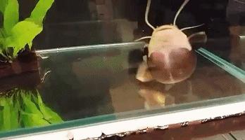 嘿，我养了一堆特殊鱼类，你要看看么？