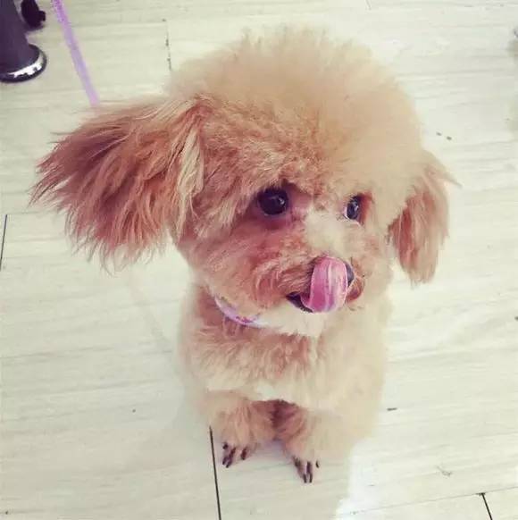 别让试纸草率地夺去猫狗的命！