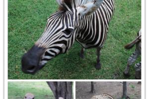 身心的放逐---毛里求斯