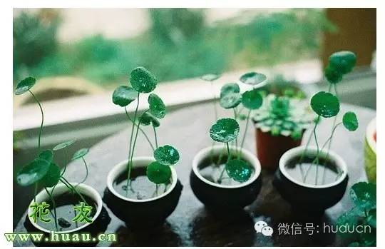 水养植物烂根后的处理方法,水养植物烂根怎么补救