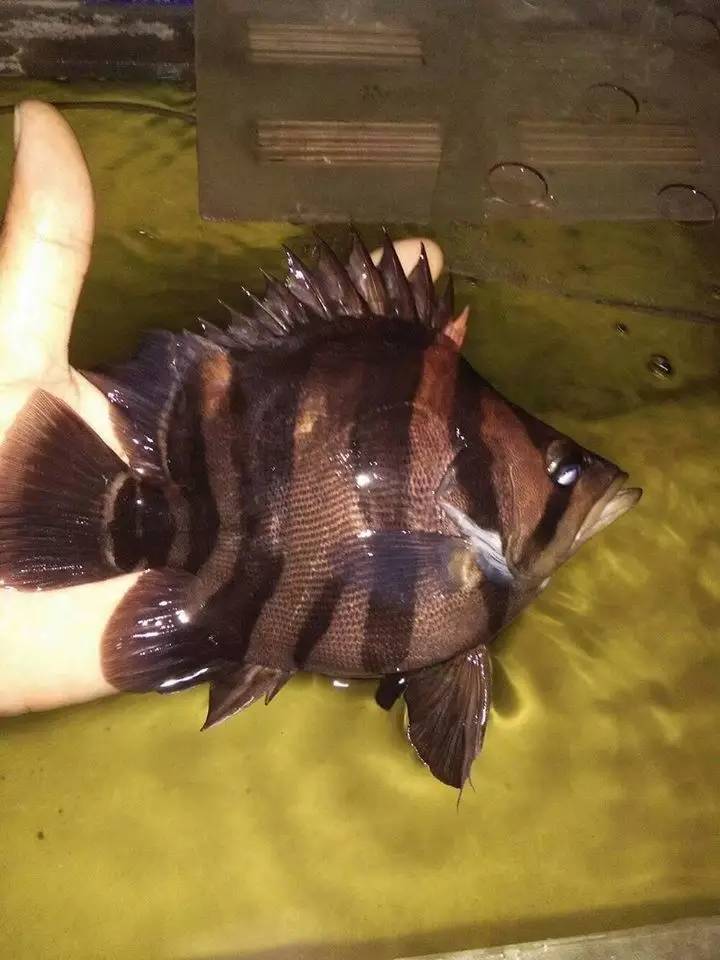 嘿，我养了一堆特殊鱼类，你要看看么？