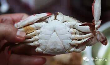 中秋合适吃大闸蟹么,中秋前要吃大闸蟹吗