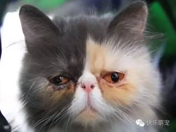 猫咪总是一只眼睛流眼泪怎么回事,猫咪眼睛红肿流眼泪打喷嚏怎么办