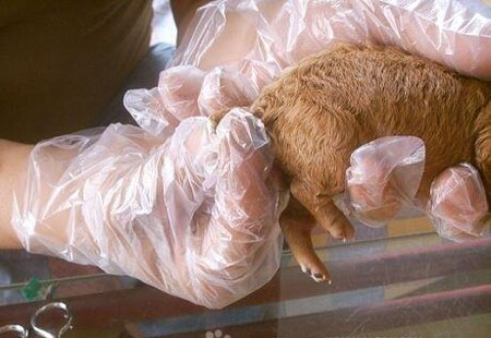 泰迪断尾对狗有好处吗,断尾和不断尾灰泰迪