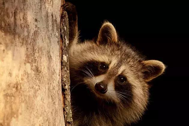 萌宠小浣熊,可爱的小浣熊图片