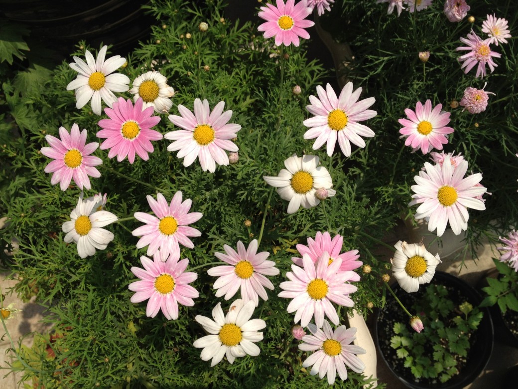 好看花儿的名字有哪些,所有非常美丽的花儿名字