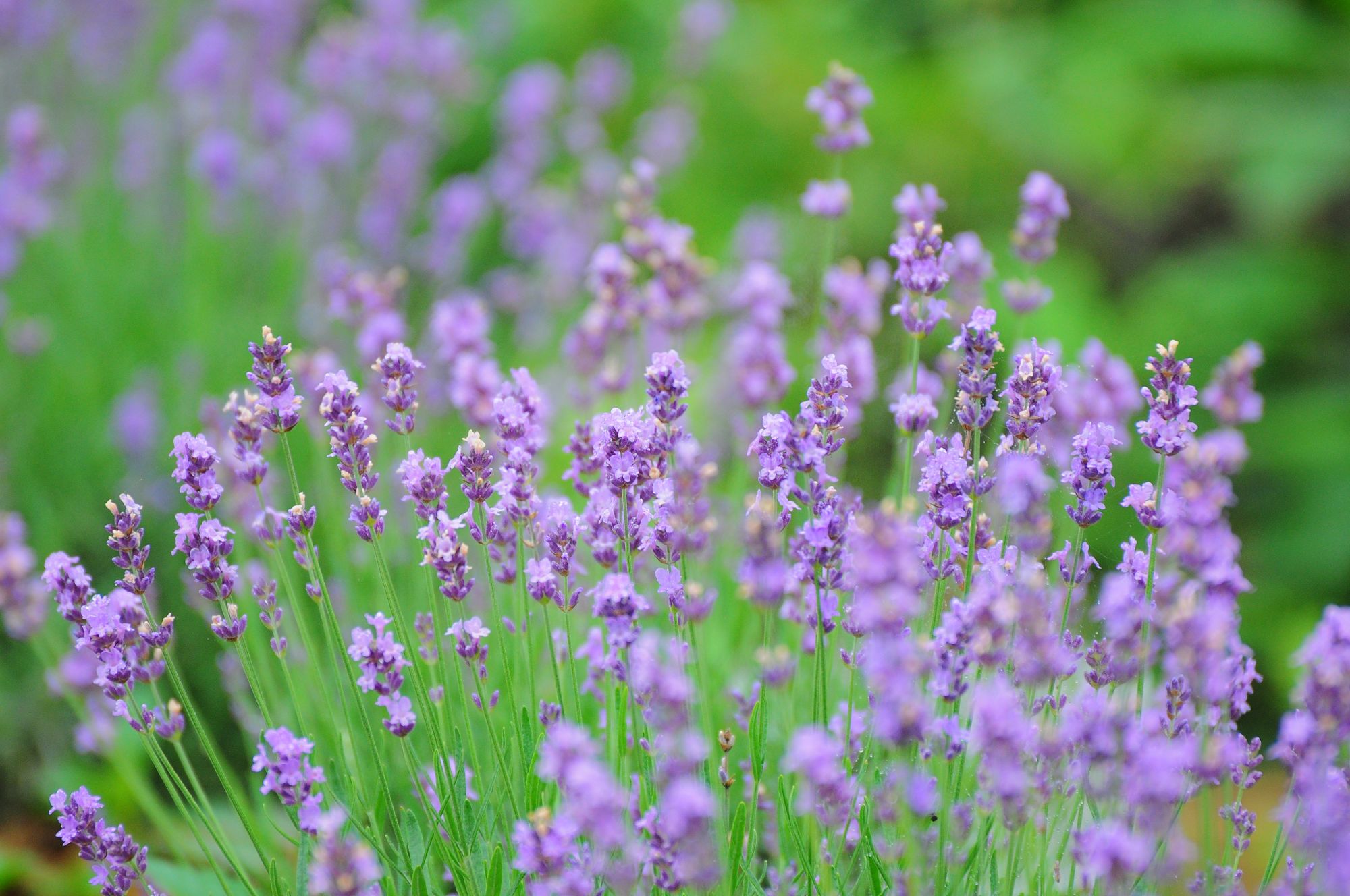 好看花儿的名字有哪些,所有非常美丽的花儿名字