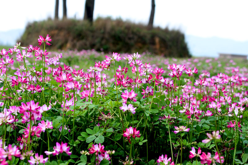 好看花儿的名字有哪些,所有非常美丽的花儿名字