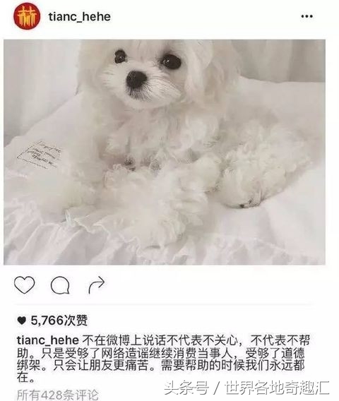 陈赫晒太可爱的狗,陈赫养的是什么猫