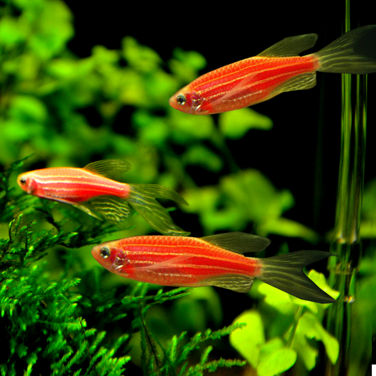 蓝色的小金鱼如何养殖,斑马鱼的养殖方法和技巧大全