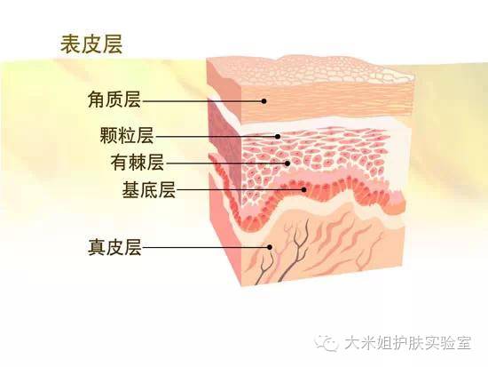 怎样才能避免得激素脸,激素脸的正确修复小窍门