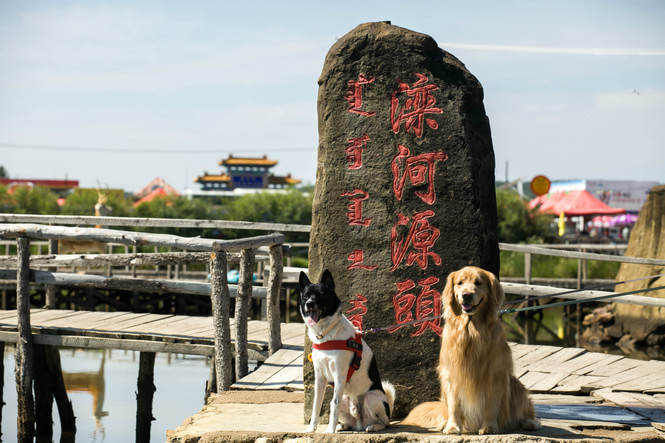 国庆带狗狗合适去哪玩,国庆狗狗出去浪