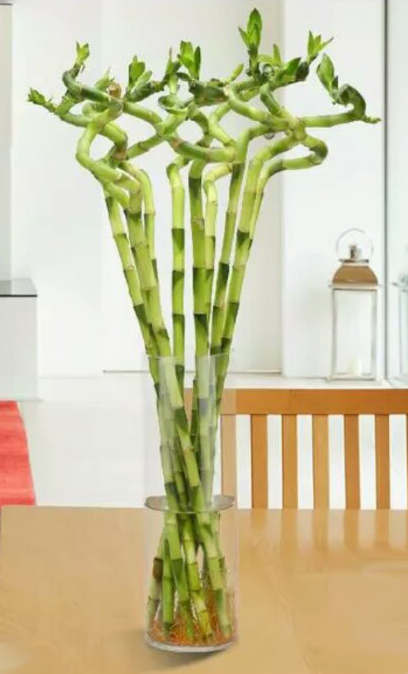 家里转运风水植物能够养哪些,风水摆放哪些植物招财转运