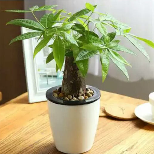 家里转运风水植物能够养哪些,风水摆放哪些植物招财转运