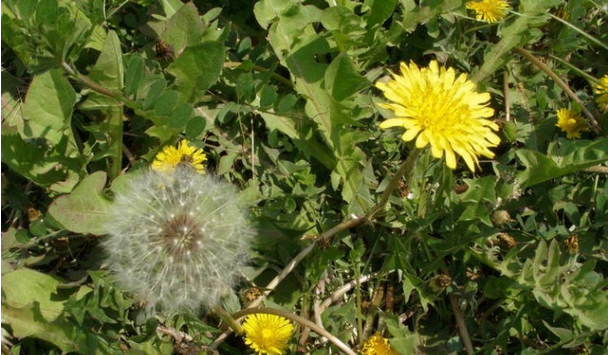 谷谷丁的副功能,黄谷丁有什么功效