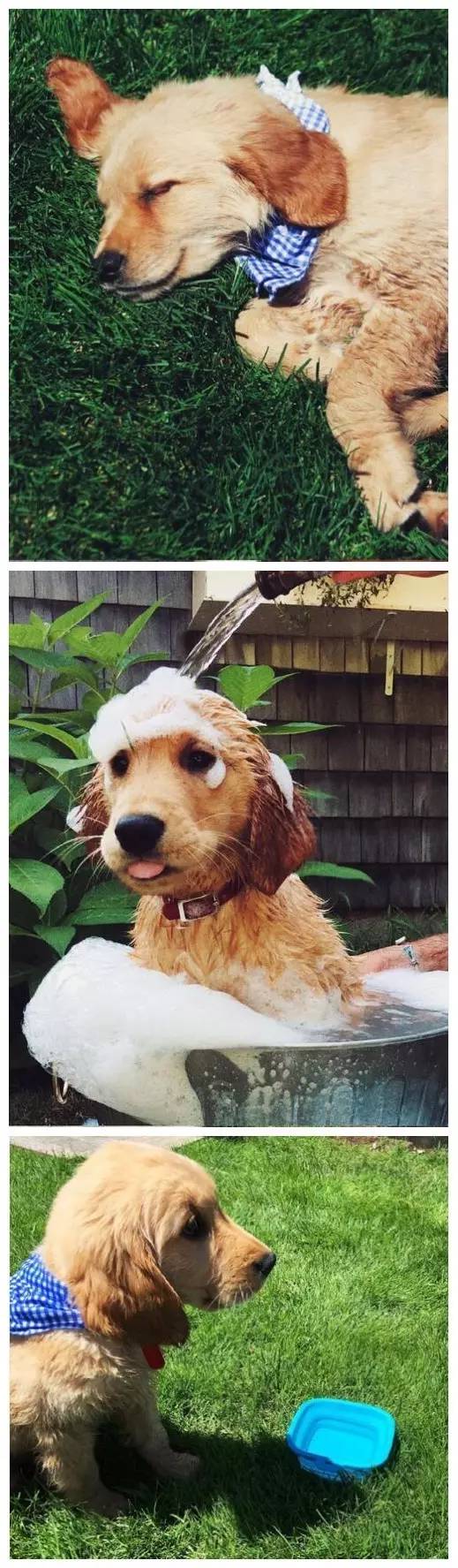 养了一只金毛和哈士奇,我想养一只金毛