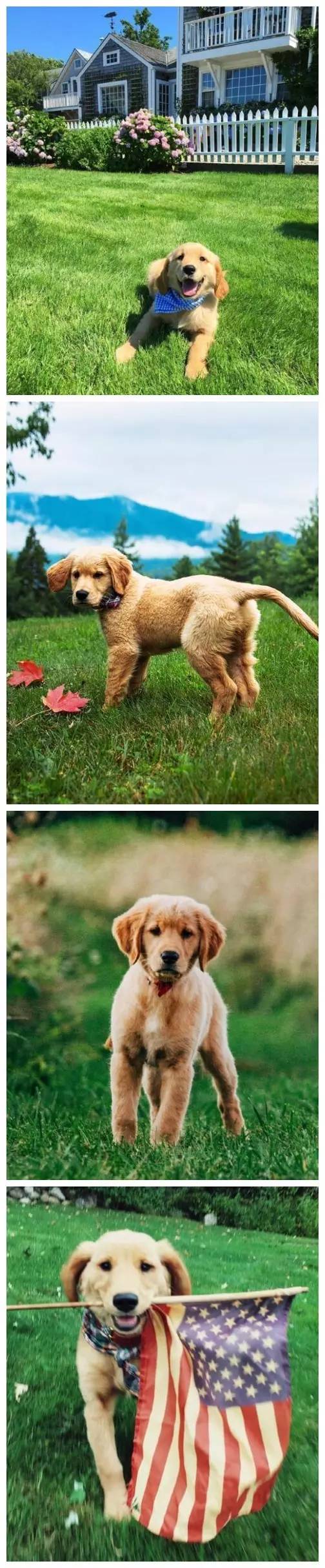 养了一只金毛和哈士奇,我想养一只金毛