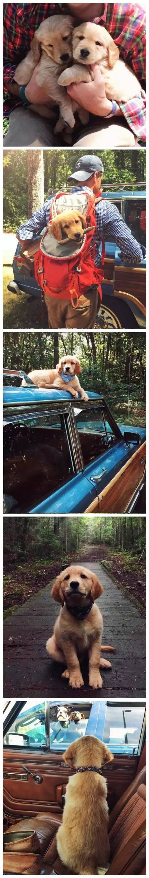 养了一只金毛和哈士奇,我想养一只金毛