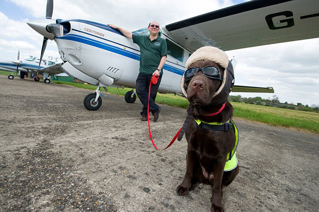 国庆带狗狗合适去哪玩,国庆狗狗出去浪