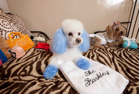 国庆带狗狗合适去哪玩,国庆狗狗出去浪