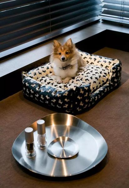 国庆带狗狗合适去哪玩,国庆狗狗出去浪