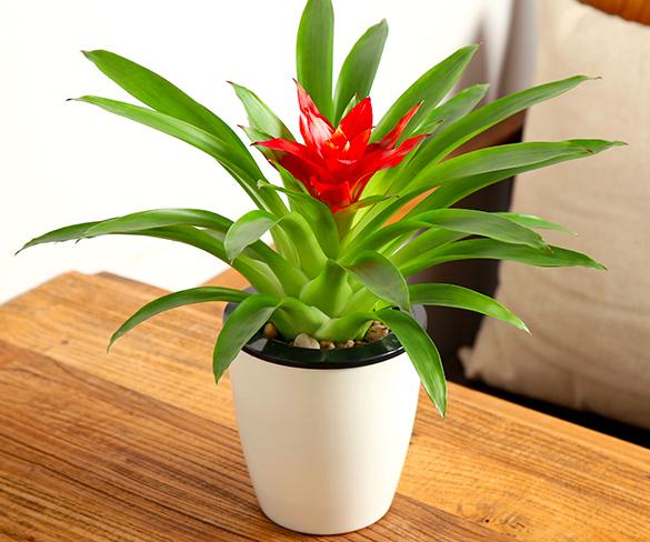 家里转运风水植物能够养哪些,风水摆放哪些植物招财转运