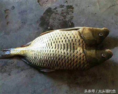 台钓拉饵调漂方法,野钓入门教程调饵加拉丝粉