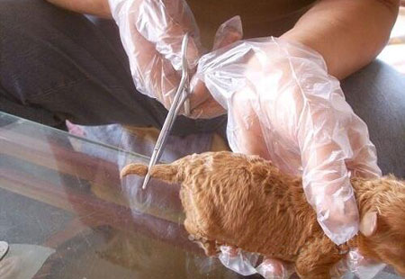 泰迪断尾对狗有好处吗,断尾和不断尾灰泰迪