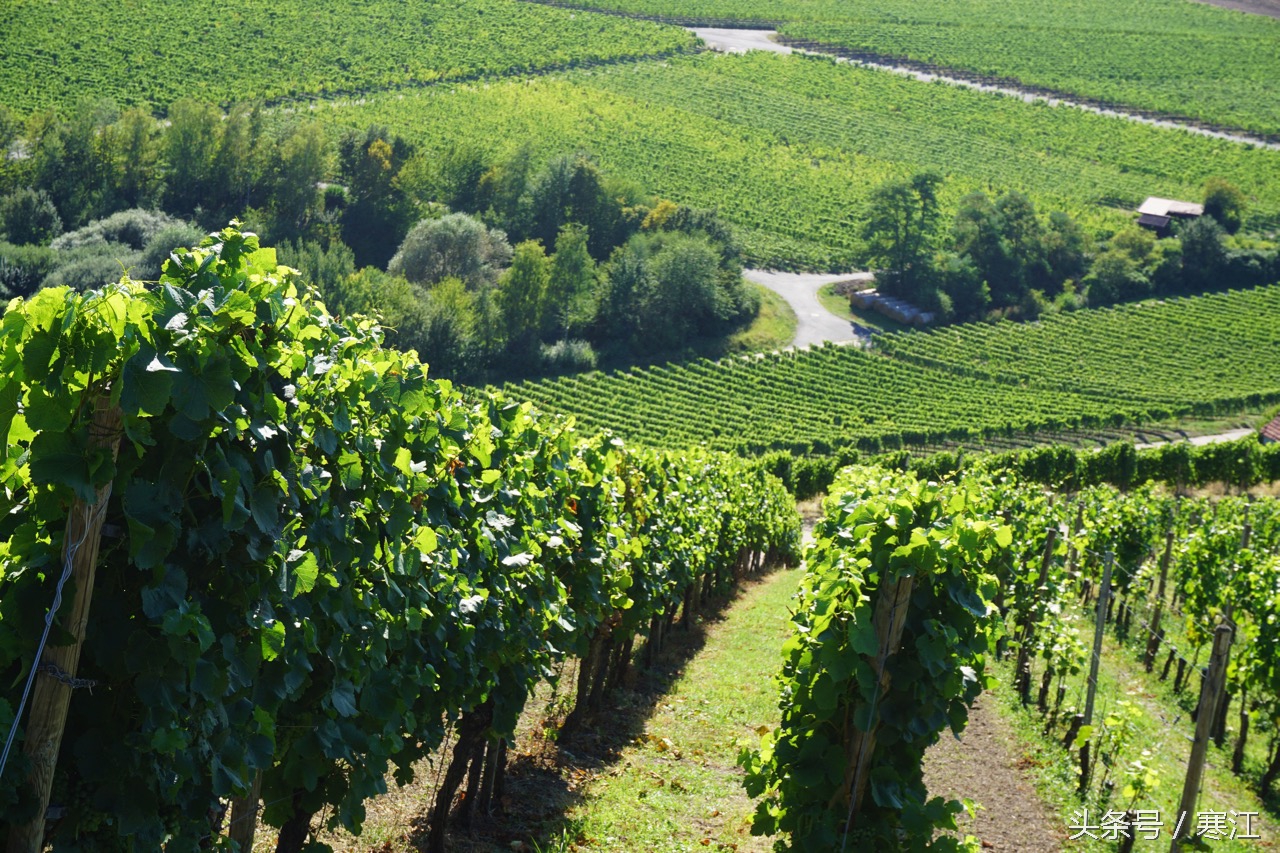 美丽的莱茵河东岸最著名的葡萄酒,法兰肯葡萄酒