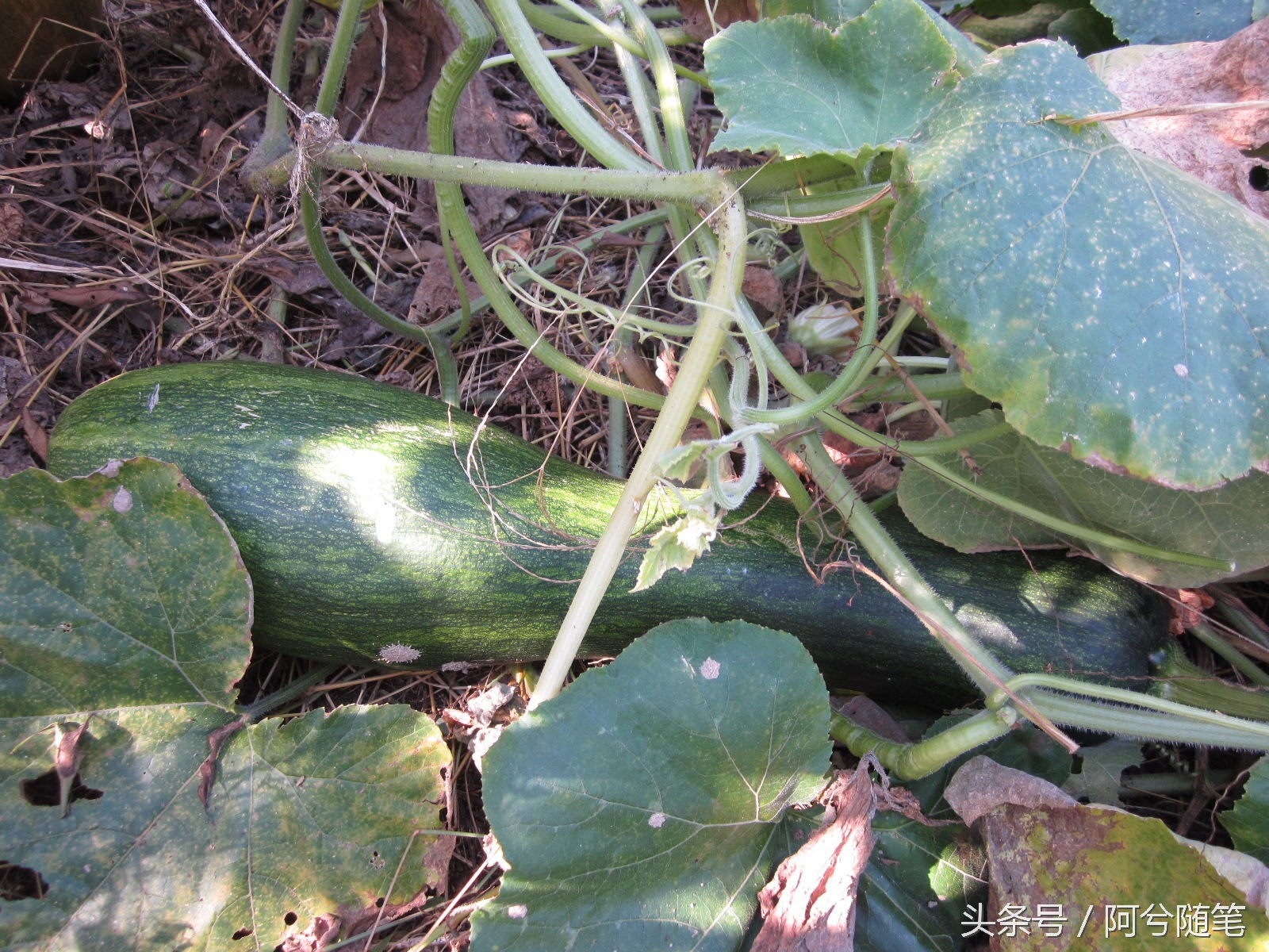 农村人最爱种植的20种“瓜”，你认识几个？|阿兮随笔